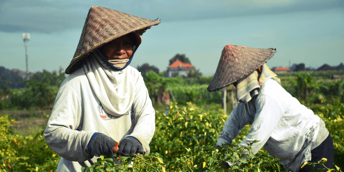 Two farmers working on the field.